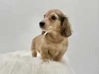 Dunkin , a male Miniature Dachshund for sale in Litchfield, IL – 6 of 7