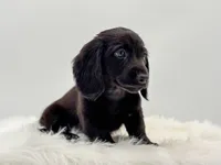 Mace , a male Dachshund for sale in Litchfield, IL – 3 of 7