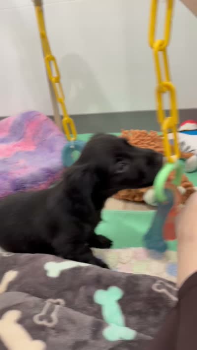 Mace , a male Dachshund for sale in Litchfield, IL – 7 of 7