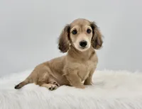 Dunkin , a male Miniature Dachshund for sale in Litchfield, IL – 1 of 7