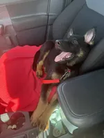 Ella, a female German Shepherd Dog for sale in Myrtle Beach, SC – 4 of 4