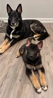 Boomer, a male German Shepherd Dog for sale in Myrtle Beach, SC – 3 of 4