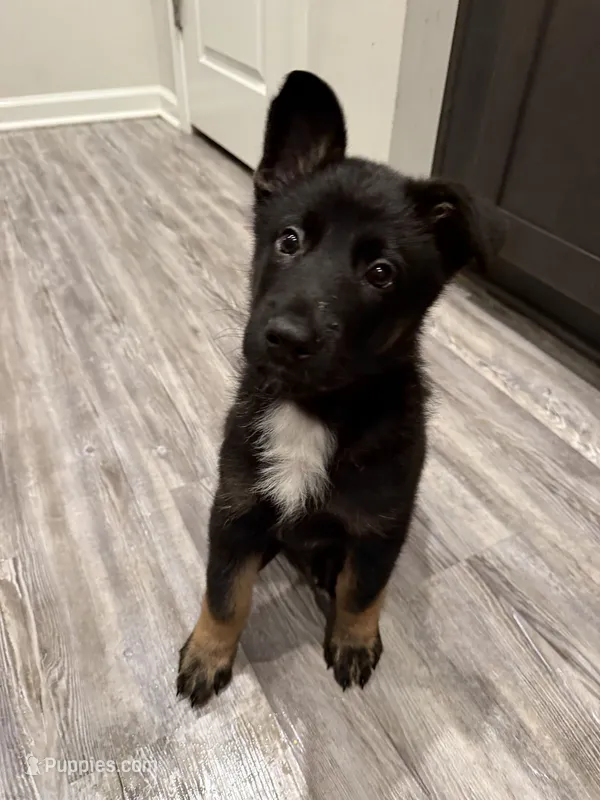 Solomon – German Shepherd Dog puppy for sale in Myrtle Beach, SC