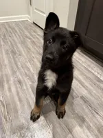 Solomon, a male German Shepherd Dog for sale in Myrtle Beach, SC – 1 of 4