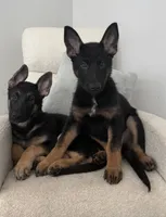 Ella, a female German Shepherd Dog for sale in Myrtle Beach, SC – 3 of 4