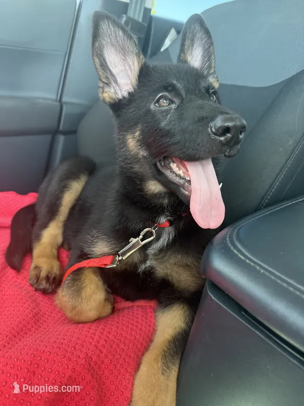 Ella – German Shepherd Dog puppy for sale in Myrtle Beach, SC