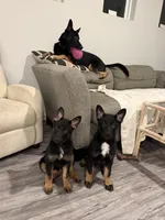 Solomon, a male German Shepherd Dog for sale in Myrtle Beach, SC – 4 of 4