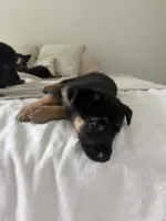 Lucy, a female German Shepherd Dog for sale in Myrtle Beach, SC – 3 of 3