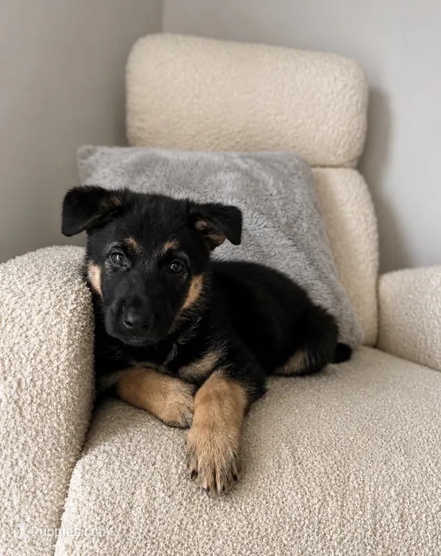 Lucy – German Shepherd Dog puppy for sale in Myrtle Beach, SC