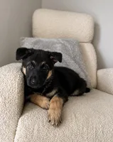 Lucy, a female German Shepherd Dog for sale in Myrtle Beach, SC – 1 of 3