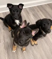 Boomer, a male German Shepherd Dog for sale in Myrtle Beach, SC – 2 of 4