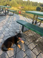 Boomer, a male German Shepherd Dog for sale in Myrtle Beach, SC – 1 of 4