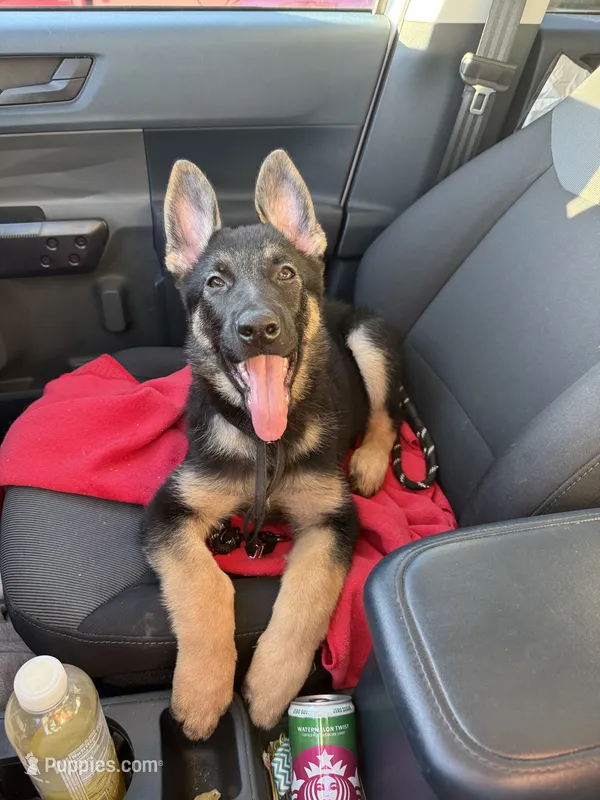 Lucy – German Shepherd Dog puppy for sale in Myrtle Beach, SC