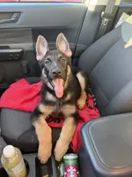 Lucy, a female German Shepherd Dog for sale in Myrtle Beach, SC – 1 of 4