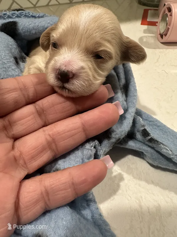 Brittany – Poodle - Miniature , Shorkie puppy for sale in Chicago, IL