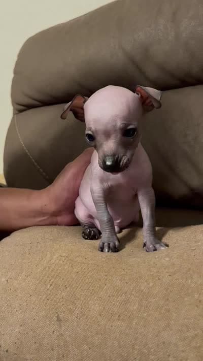 No name , a male Chihuahua for sale in Corona, CA – 4 of 4