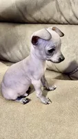 No name , a male Chihuahua for sale in Corona, CA – 3 of 4