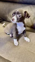 Unicorn, a male Chihuahua for sale in Corona, CA – 2 of 3