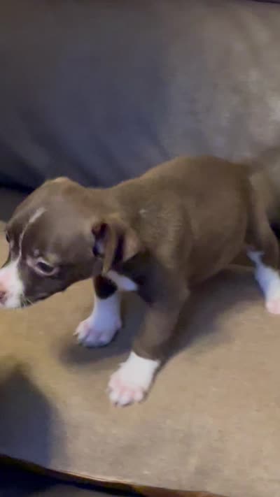 Unicorn, a male Chihuahua for sale in Corona, CA – 3 of 3
