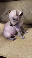 No name , a male Chihuahua for sale in Corona, CA – 2 of 4