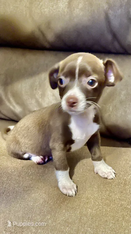 Unicorn – Chihuahua puppy for sale in Corona, CA