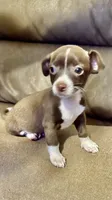 Unicorn, a male Chihuahua for sale in Corona, CA – 1 of 3