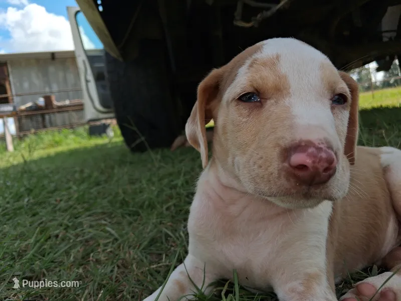 Dark big patch Merle  – Catahoula Leopard Dog puppy for sale in Breaux Bridge, LA