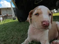 Dark big patch Merle , a male Catahoula Leopard Dog for sale in Breaux Bridge, LA – 3 of 10