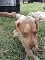 2 spotts, a female Catahoula Leopard Dog for sale in Breaux Bridge, LA – 2 of 10