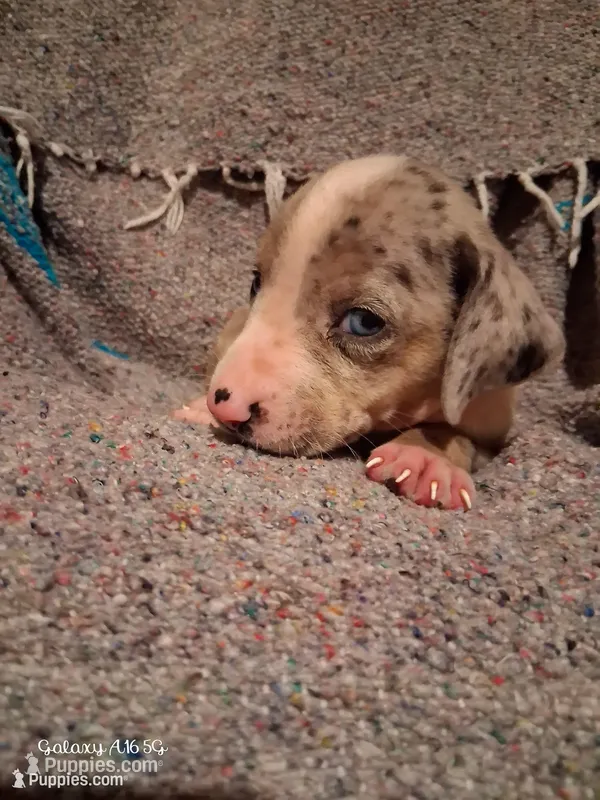Lennox  – Catahoula Leopard Dog puppy for sale in Breaux Bridge, LA