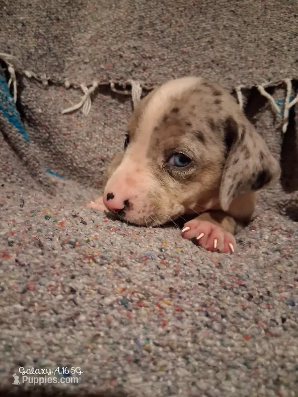 Lennox  – Catahoula Leopard Dog puppy for sale in Breaux Bridge, LA