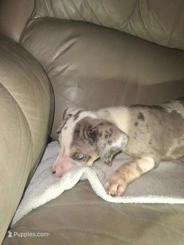 Jagger – Catahoula Leopard Dog puppy for sale in Breaux Bridge, LA