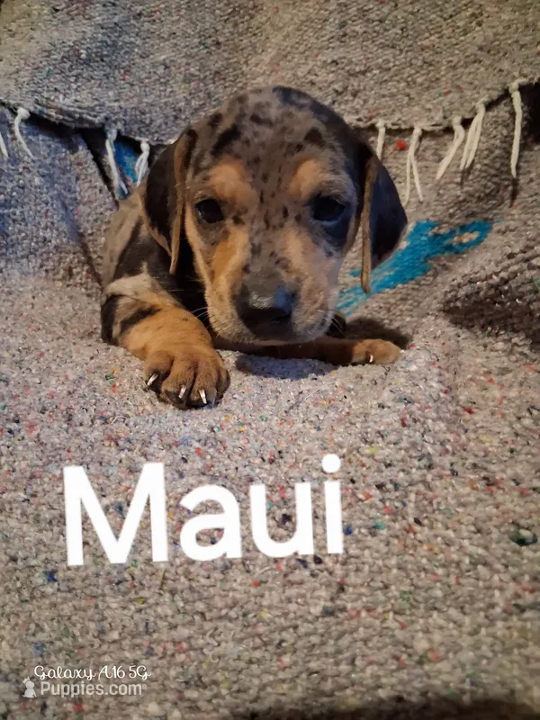Maui – Catahoula Leopard Dog puppy for sale in Breaux Bridge, LA