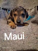 Maui, a male Catahoula Leopard Dog for sale in Breaux Bridge, LA – 1 of 3