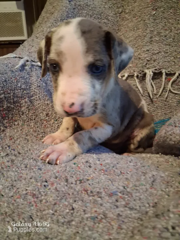 Jagger – Catahoula Leopard Dog puppy for sale in Breaux Bridge, LA