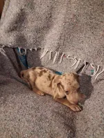 Dude , a male Catahoula Leopard Dog for sale in Breaux Bridge, LA – 9 of 9