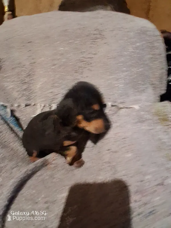 Rex – Catahoula Leopard Dog puppy for sale in Breaux Bridge, LA