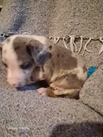Jagger, a male Catahoula Leopard Dog for sale in Breaux Bridge, LA – 1 of 4