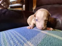 Doc, a male Catahoula Leopard Dog for sale in Breaux Bridge, LA – 5 of 6
