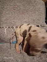 Emma Grace, a female Catahoula Leopard Dog for sale in Breaux Bridge, LA – 4 of 5