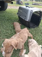 2 spotts, a female Catahoula Leopard Dog for sale in Breaux Bridge, LA – 3 of 10