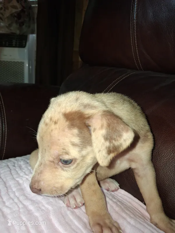 Sadie  – Catahoula Leopard Dog puppy for sale in Breaux Bridge, LA
