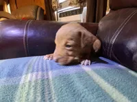 George , a male Catahoula Leopard Dog for sale in Breaux Bridge, LA – 4 of 4