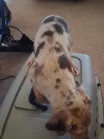 Marylen, a female Catahoula Leopard Dog for sale in Breaux Bridge, LA – 5 of 5