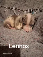 Lennox , a male Catahoula Leopard Dog for sale in Breaux Bridge, LA – 5 of 6