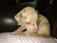 Lindsey , a male Catahoula Leopard Dog for sale in Breaux Bridge, LA – 4 of 7