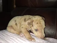 Sadie , a female Catahoula Leopard Dog for sale in Breaux Bridge, LA – 3 of 6