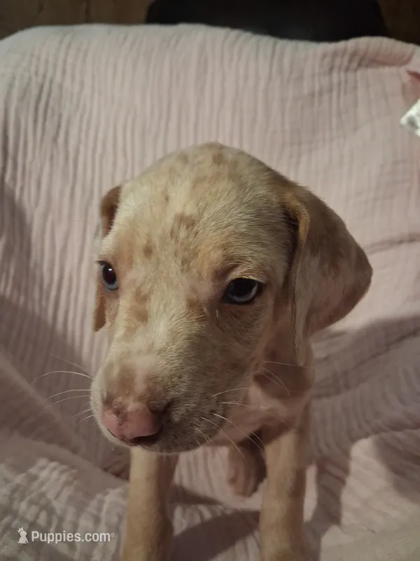 Lindsey  – Catahoula Leopard Dog puppy for sale in Breaux Bridge, LA