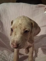 Lindsey , a female Catahoula Leopard Dog for sale in Breaux Bridge, LA – 2 of 8