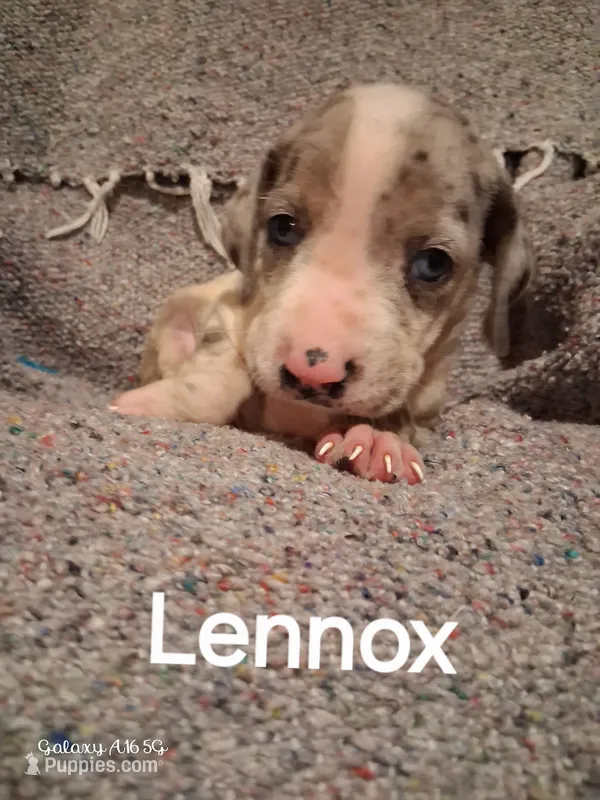 Lennox  – Catahoula Leopard Dog puppy for sale in Breaux Bridge, LA